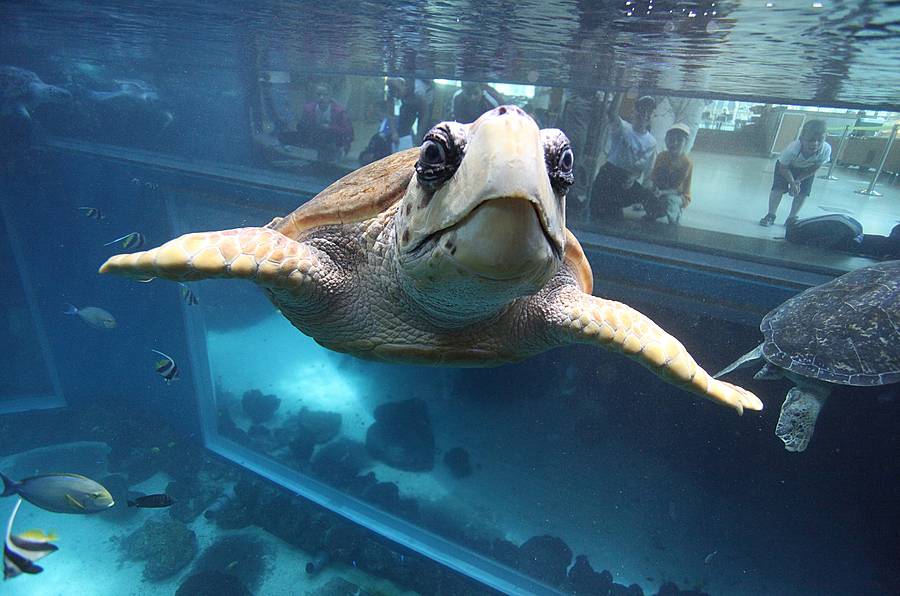 Schildkröte im Stralsunder Ozeaneum